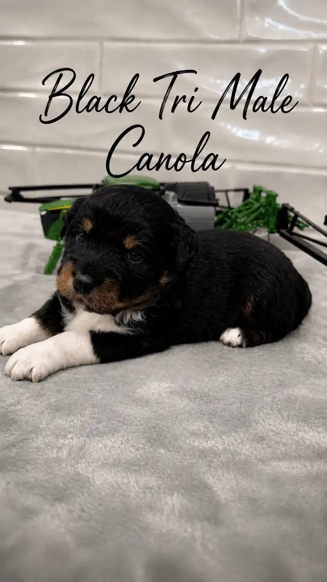PUREBRED Mini Australian Shepherd Puppies AVAILABLE - Photo 5