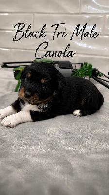 PUREBRED Mini Australian Shepherd Puppies AVAILABLE - Photo 5