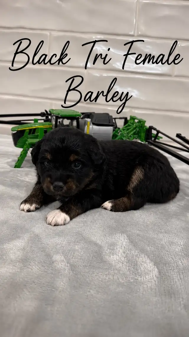 PUREBRED Mini Australian Shepherd Puppies AVAILABLE - Photo 6