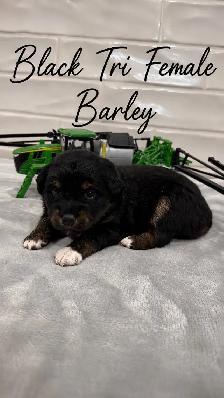 PUREBRED Mini Australian Shepherd Puppies AVAILABLE - Photo 6