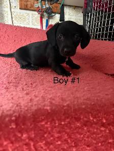 Dachshund/Havannese