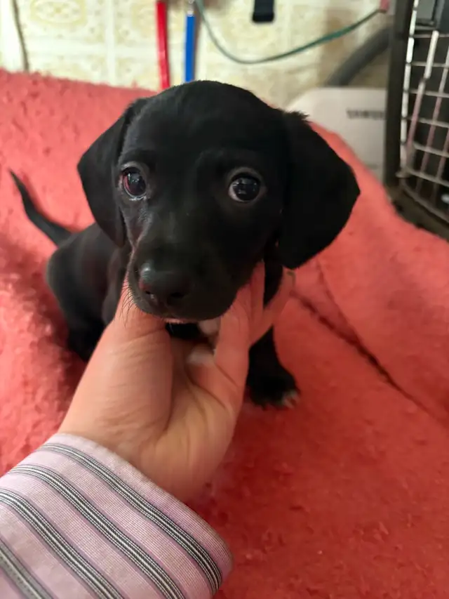 Dachshund/Havannese - Photo 2