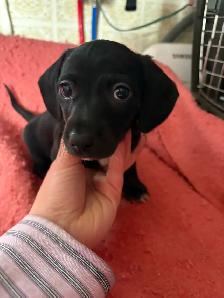 Dachshund/Havannese - Photo 2