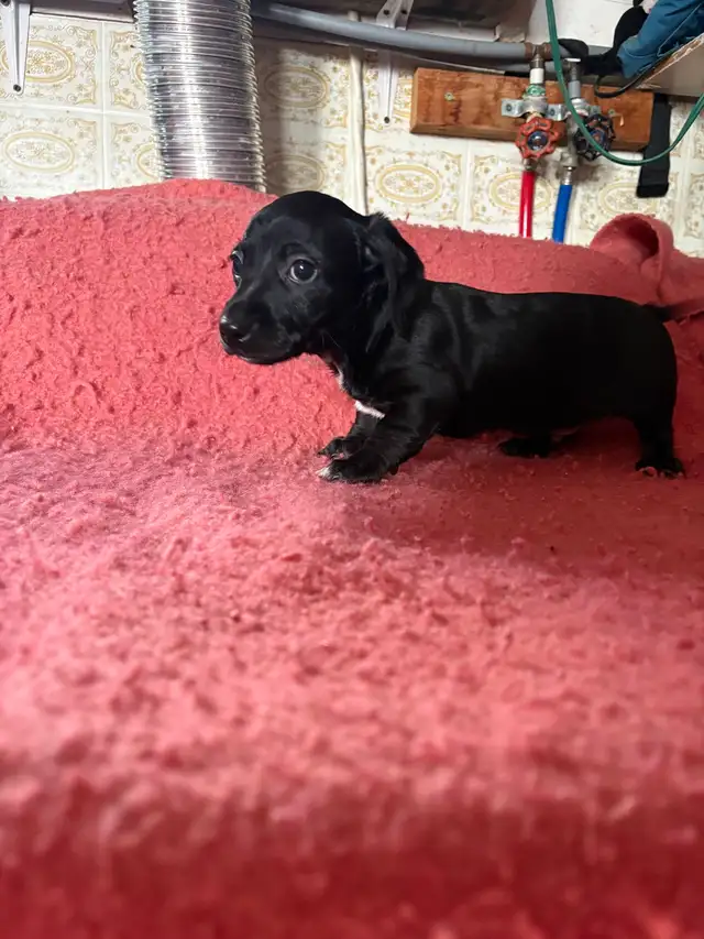 Dachshund/Havannese - Photo 3
