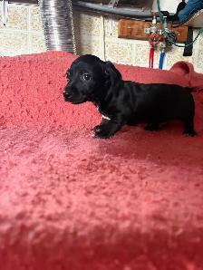 Dachshund/Havannese - Photo 3