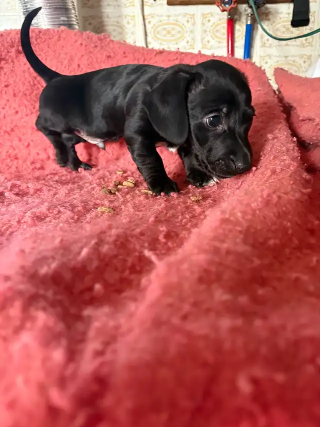 Dachshund/Havannese - Photo 4