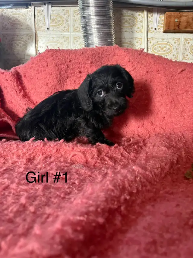 Dachshund/Havannese - Photo 5