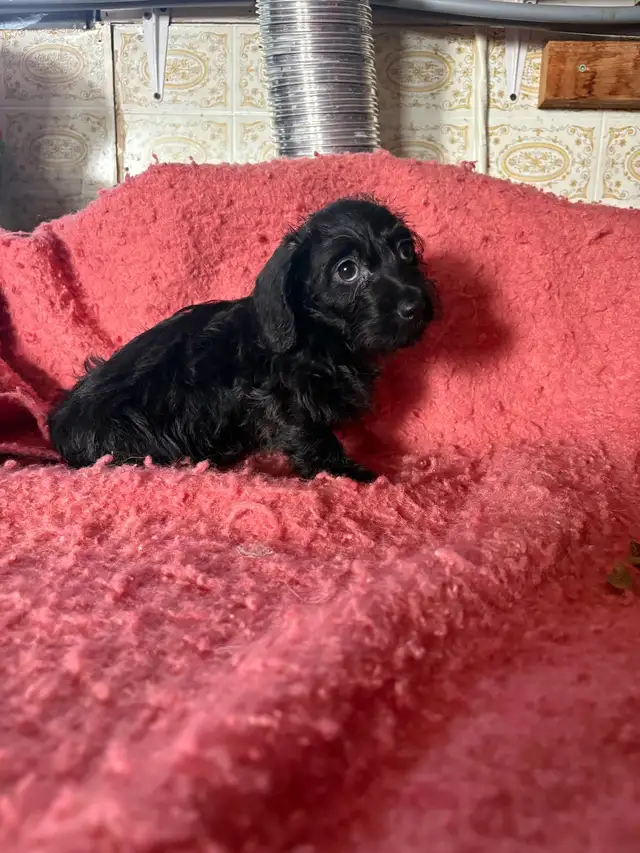 Dachshund/Havannese - Photo 6