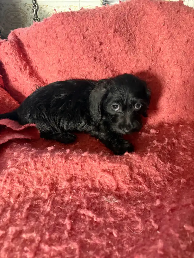 Dachshund/Havannese - Photo 7