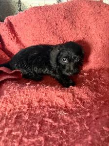 Dachshund/Havannese - Photo 7