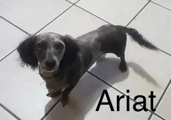 Dachshund/Havannese - Photo 8