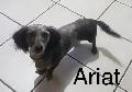 Dachshund/Havannese - Photo 8
