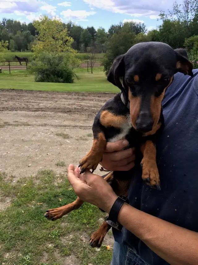 Dachshund/Havannese - Photo 9