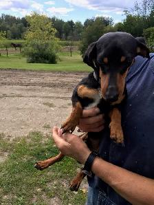 Dachshund/Havannese - Photo 9