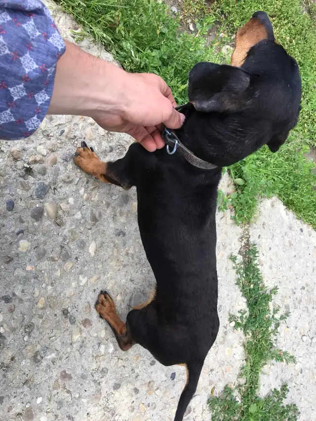 Dachshund/Havannese - Photo 10