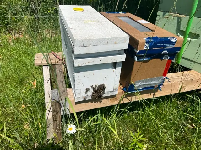 Honey Bee Nuc for sale  $220