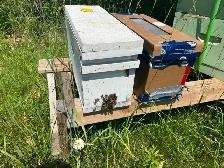 Honey Bee Nuc for sale  $220