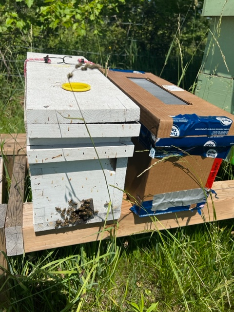 Honey Bee Nuc for sale  $220 - Photo 2