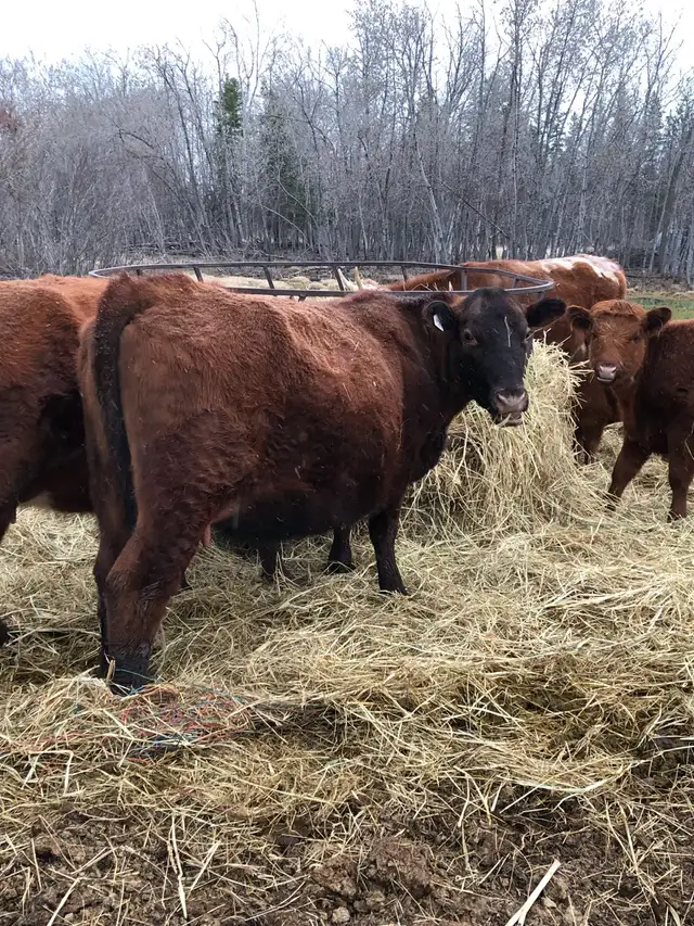 2 cow- calf pairs