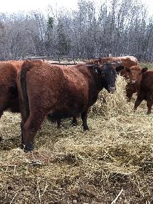 2 cow- calf pairs