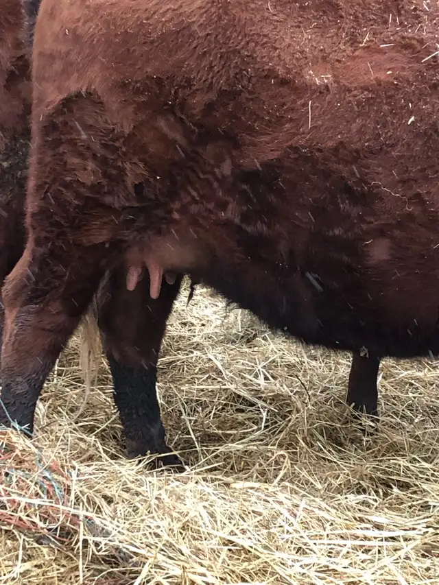 2 cow- calf pairs - Photo 2