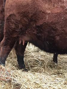 2 cow- calf pairs - Photo 2
