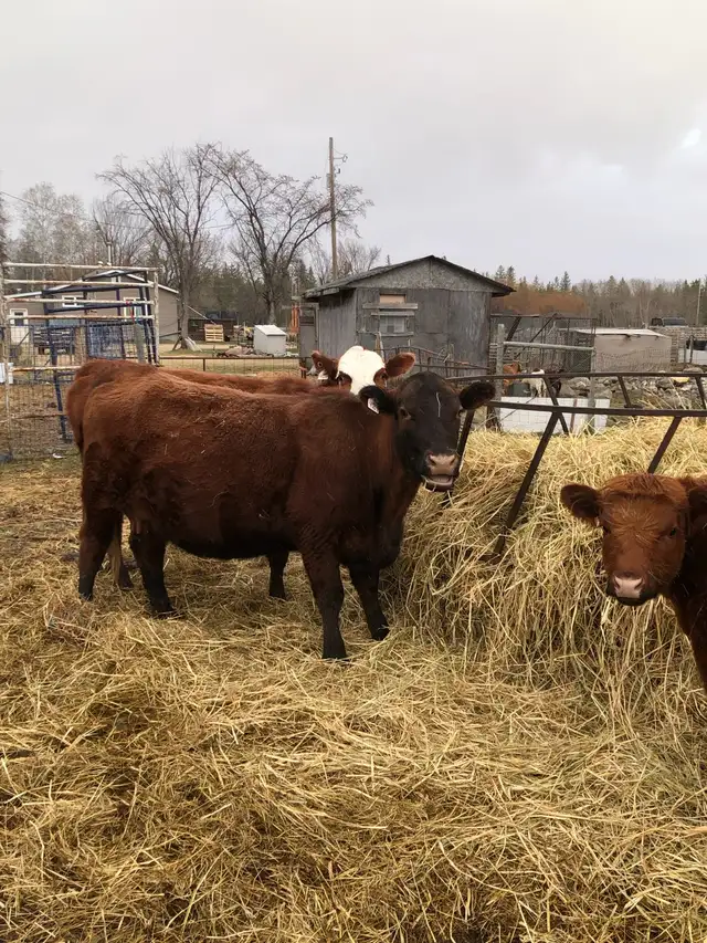 2 cow- calf pairs - Photo 3