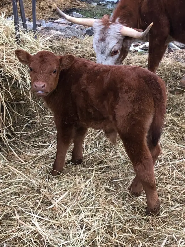 2 cow- calf pairs - Photo 4