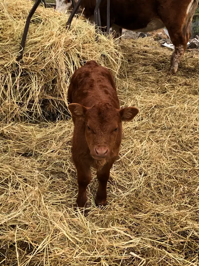 2 cow- calf pairs - Photo 5
