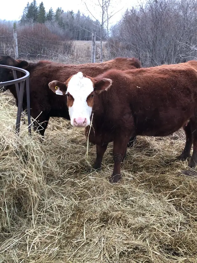 2 cow- calf pairs - Photo 6