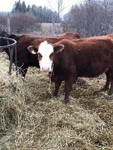2 cow- calf pairs - Photo 6