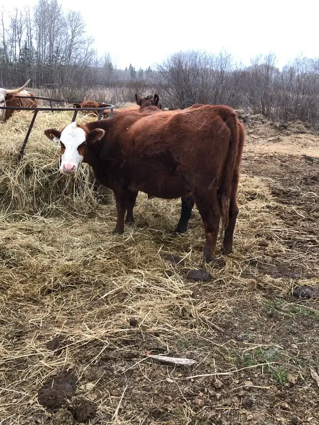 2 cow- calf pairs - Photo 7