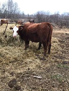 2 cow- calf pairs - Photo 7