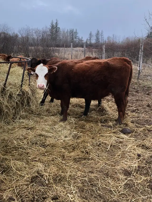 2 cow- calf pairs - Photo 8
