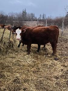 2 cow- calf pairs - Photo 8