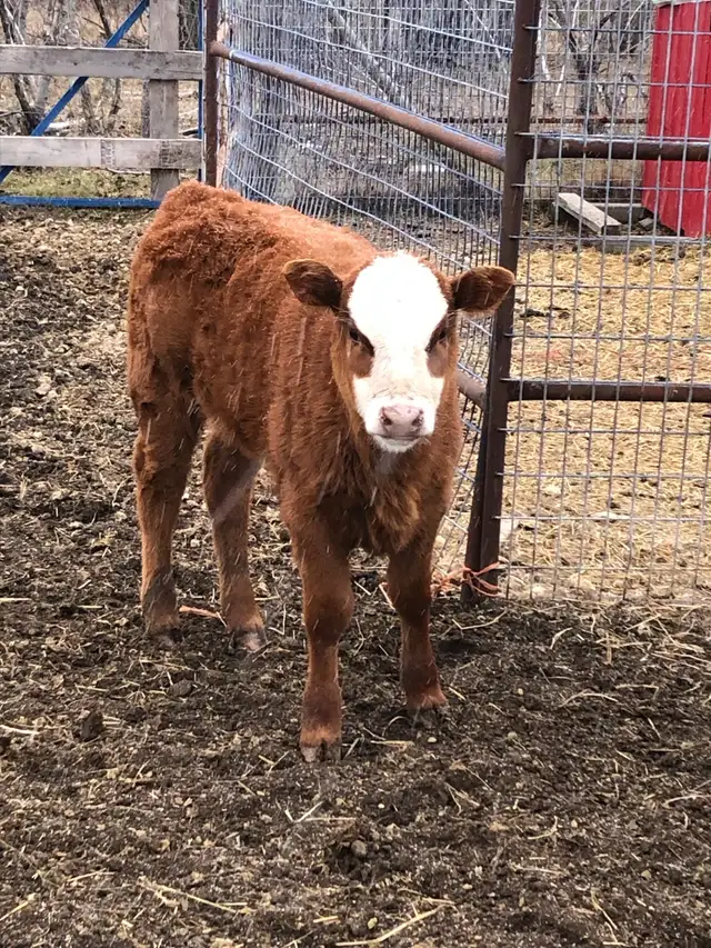 2 cow- calf pairs - Photo 9