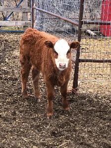 2 cow- calf pairs - Photo 9