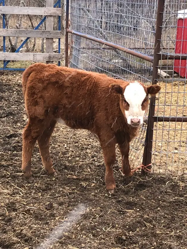 2 cow- calf pairs - Photo 10