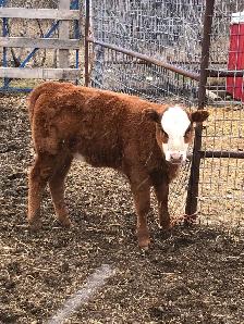 2 cow- calf pairs - Photo 10