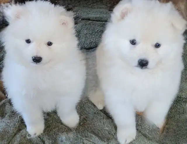 Miniature American Eskimo male pups Available now