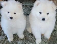 Miniature American Eskimo male pups Available now