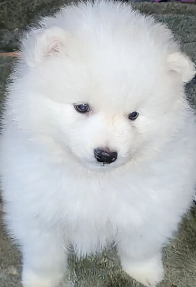 Miniature American Eskimo male pups Available now - Photo 2
