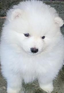 Miniature American Eskimo male pups Available now - Photo 2