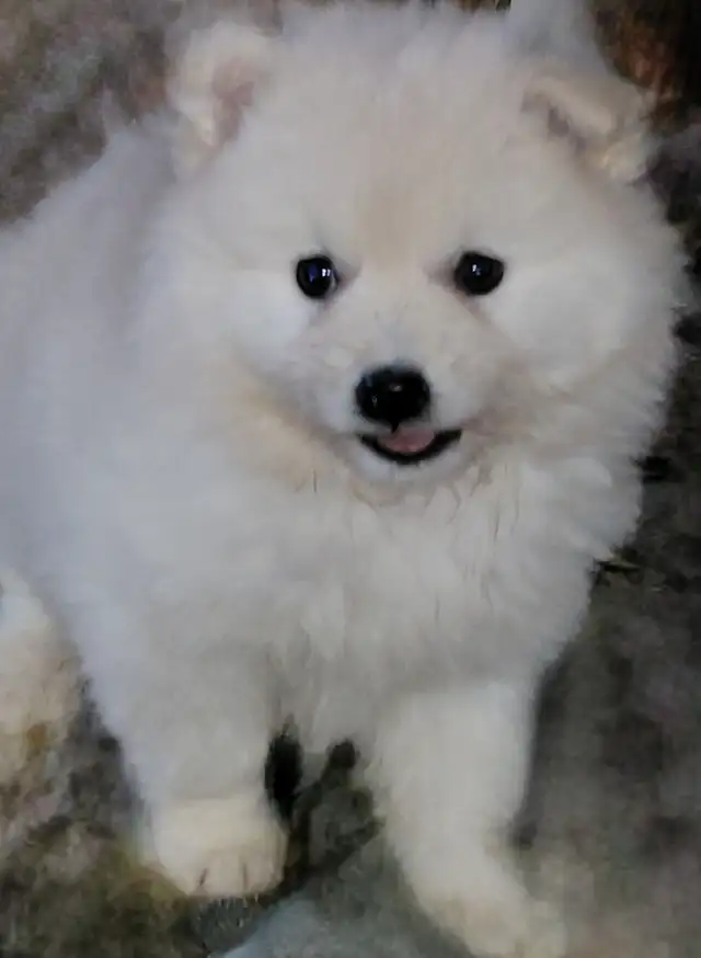 Miniature American Eskimo male pups Available now - Photo 3