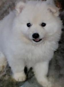 Miniature American Eskimo male pups Available now - Photo 3