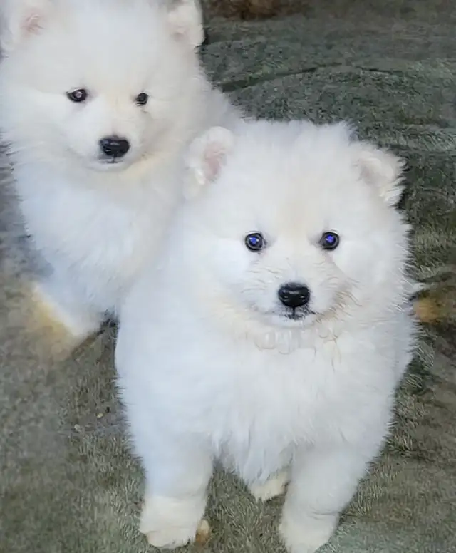 Miniature American Eskimo male pups Available now - Photo 4