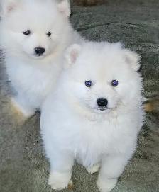 Miniature American Eskimo male pups Available now - Photo 4