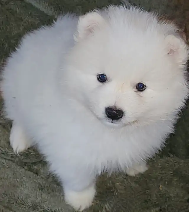Miniature American Eskimo male pups Available now - Photo 5