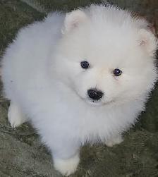 Miniature American Eskimo male pups Available now - Photo 5