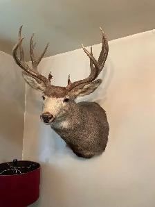 Mule Buck Shoulder mount
